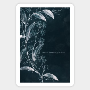 Cyanotype - Smilax Pseudosyphilitica - C Sticker